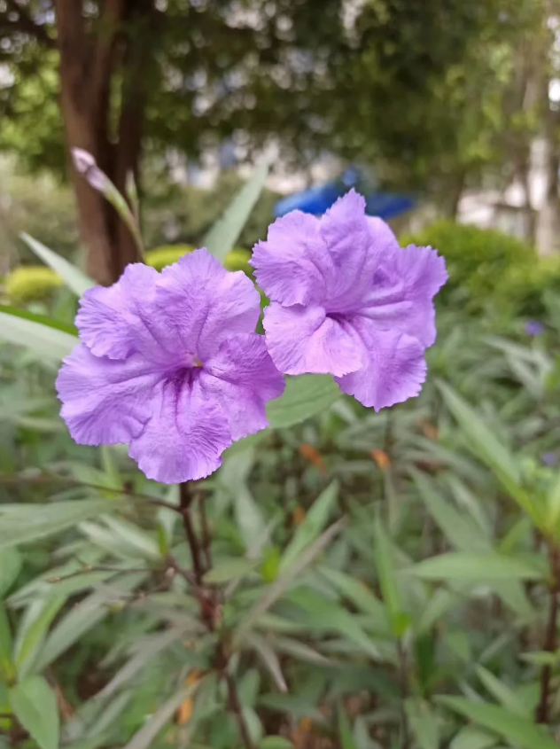 「原创诗词」阿茂 | 壮志野花成昨梦 半年岁事又峥嵘（诗词十首）