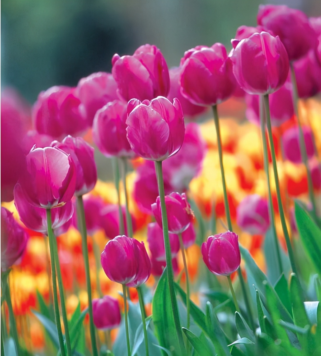 郁金香图片大全大图(10种超美的郁金香) - 赤虎壹号