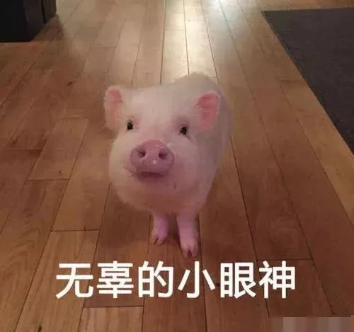 靖江今日猪价多少钱一斤（靖江今日温度多少）