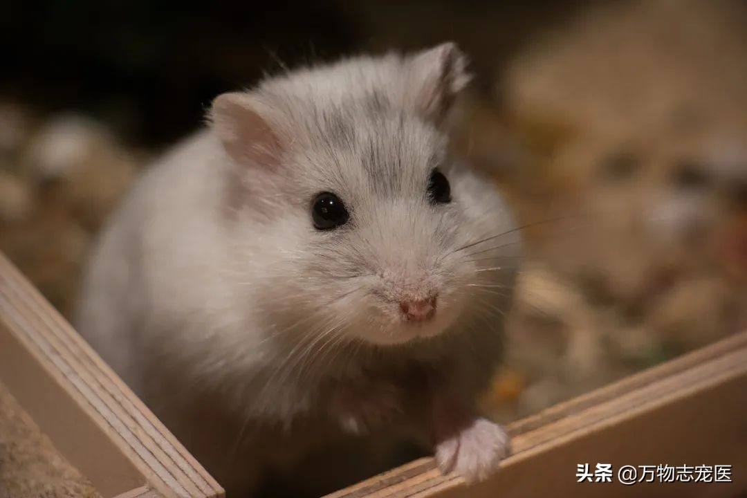 仓鼠会冬眠吗（关于仓鼠的正确饲养方法分享）