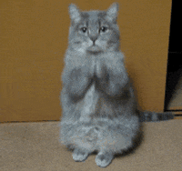 猫咪为啥总是喵喵叫讨食？明明碗里还有粮
