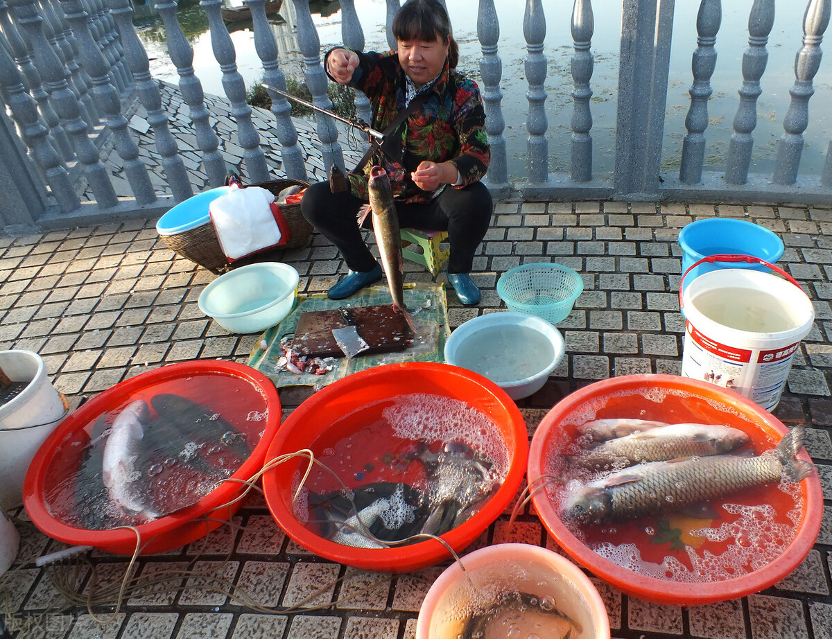 鱼价连涨20周！鳜鱼涨破60元，石斑鱼破3年新高，啥原因？