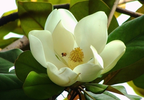 七言《咏广玉兰》：谁道孤芳自高冷，幽香随风散入怀。