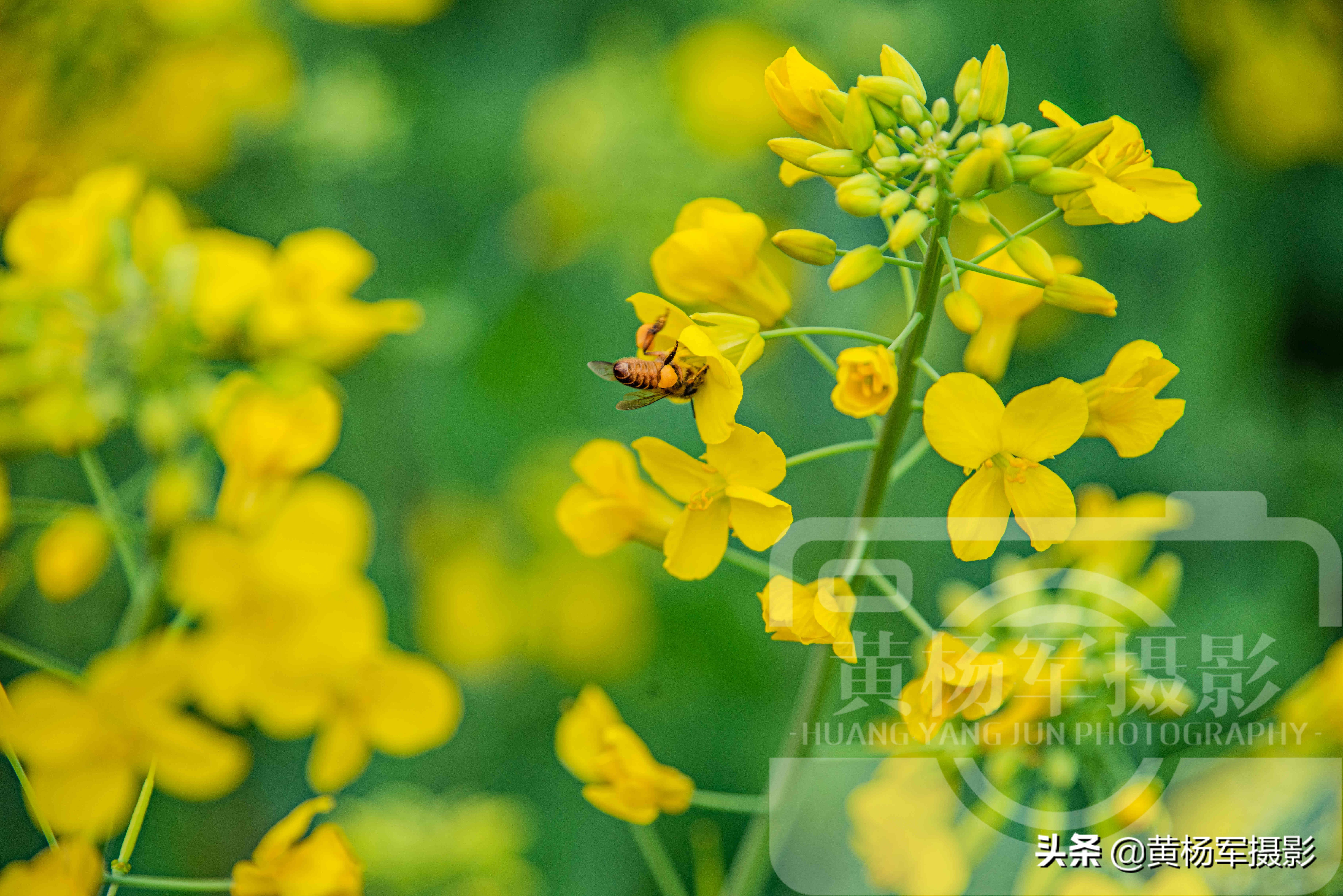 油菜花盛开的娇美，芬芳的花朵美艳熟悉的美，漫无边际的金黄
