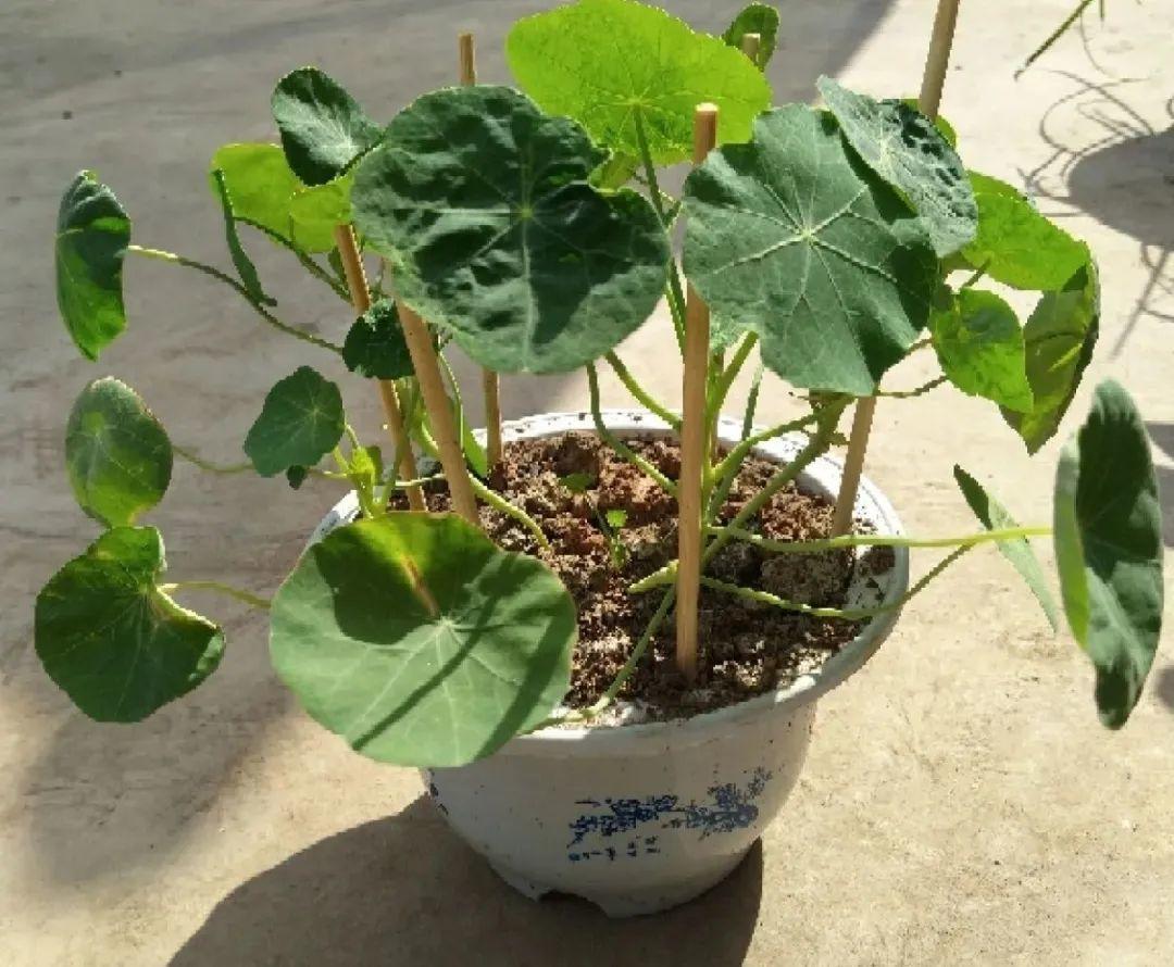 春天种什么花（春天最好养的20种花长得快）
