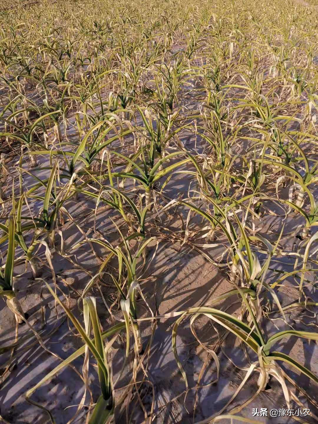 2021年新鲜蒜苔和大蒜价格行情持续走低，晚熟蒜还有涨价的可能吗
