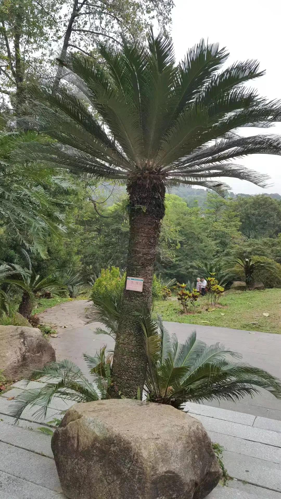 广州华南植物园 广州华南植物园烧烤场-徐拾记官网