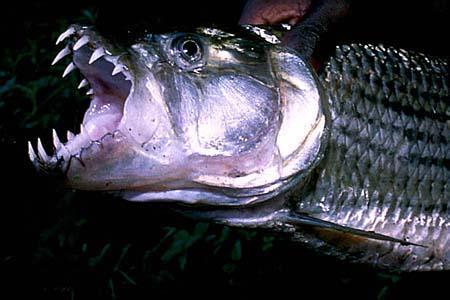 到非洲钓巨狗鲤鱼：它嘴里的32颗獠牙，连鳄鱼见了都害怕