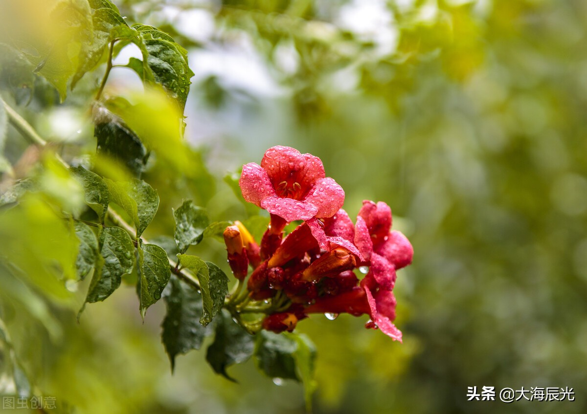 夏日雨后，漫步寻幽