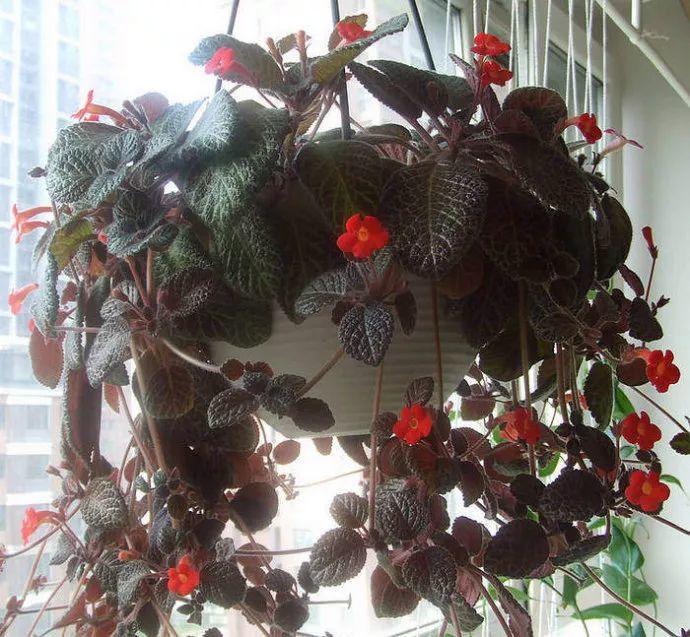 香草吊兰的养殖和浇水(吊兰养殖方法和浇水方法)-花卉知识网