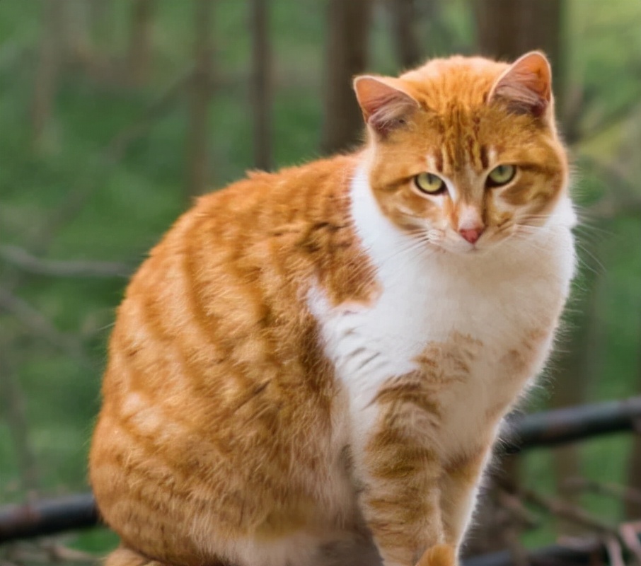 1. 英短猫：圆滚滚的模样惹人爱，温顺好相处。