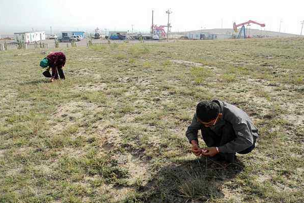 发菜:并不是植物,也不濒危,为何却被列入国家一级保护植物?