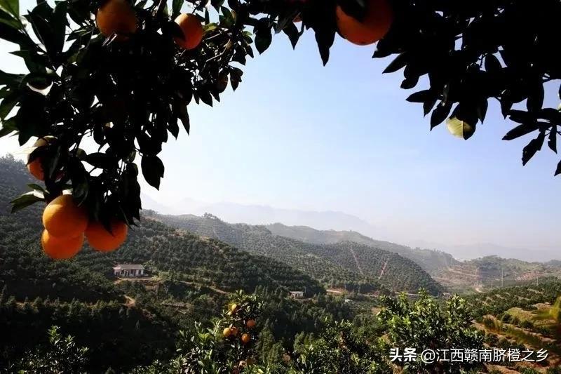 鮮橙汁,鮮橙汁的功效與作用