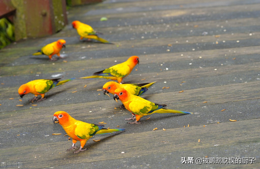 金太阳鹦鹉品种图片