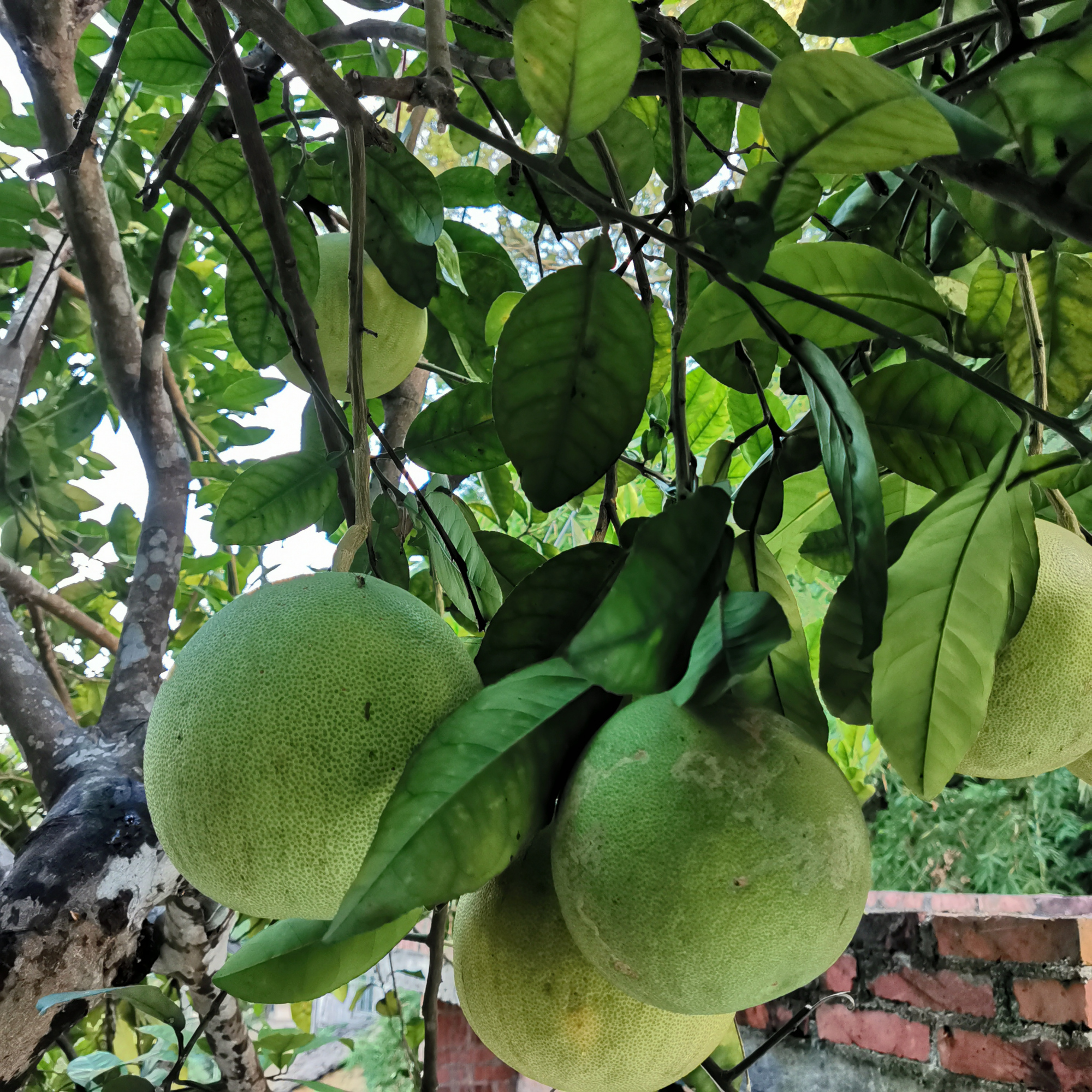 柚子树图片大全(柚子树四个阶段的修剪方法)