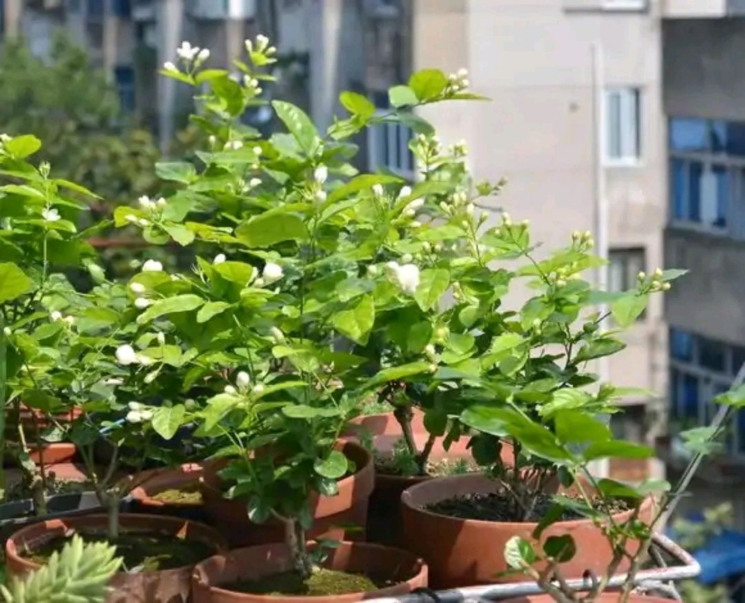 盆栽茉莉花怎么养家庭养法(盆栽茉莉花的养殖方法与技巧)