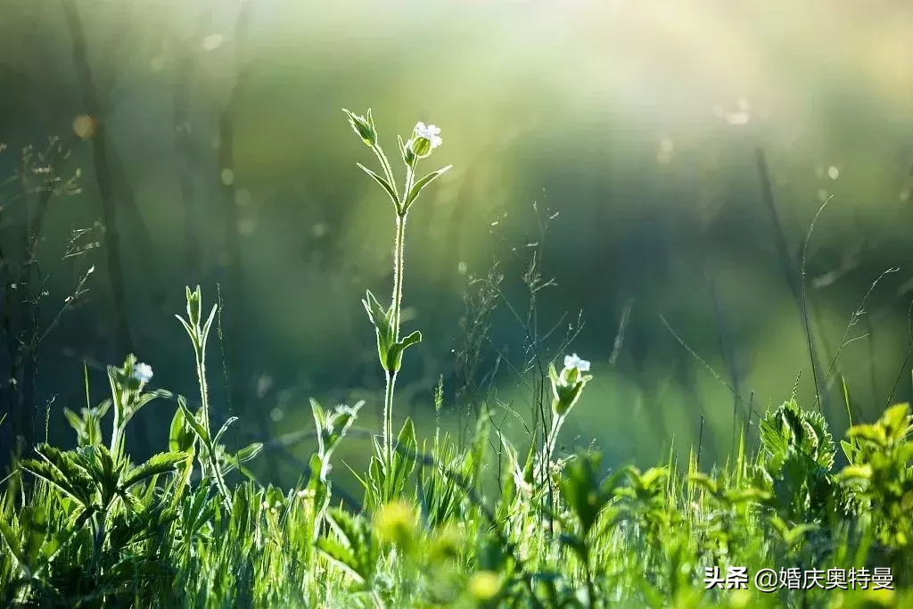 描写景色、树木、花朵、小草的好词好句