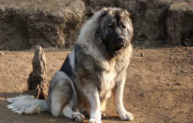 世上最凶猛的五大恶犬,战神比特犬为榜首,藏獒在里面只能算小弟