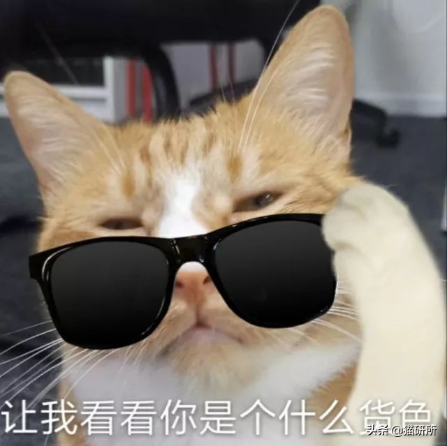 又双叒卡猫！花10000元测评自动猫砂盆到底安不安全？