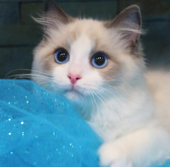 养布偶猫要面对的这些难题，你准备好了吗？