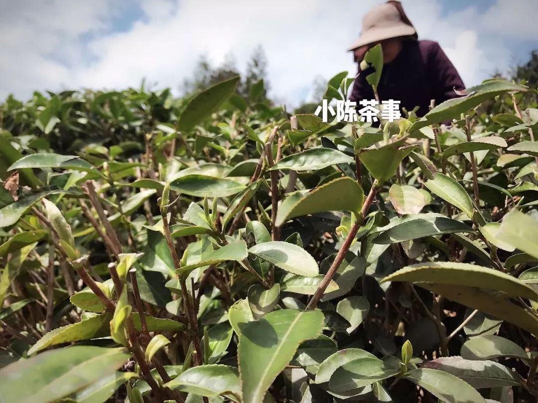 春茶季的朋友圈，尽是娇艳的少女，却忽视了主角，采茶的老阿姨们