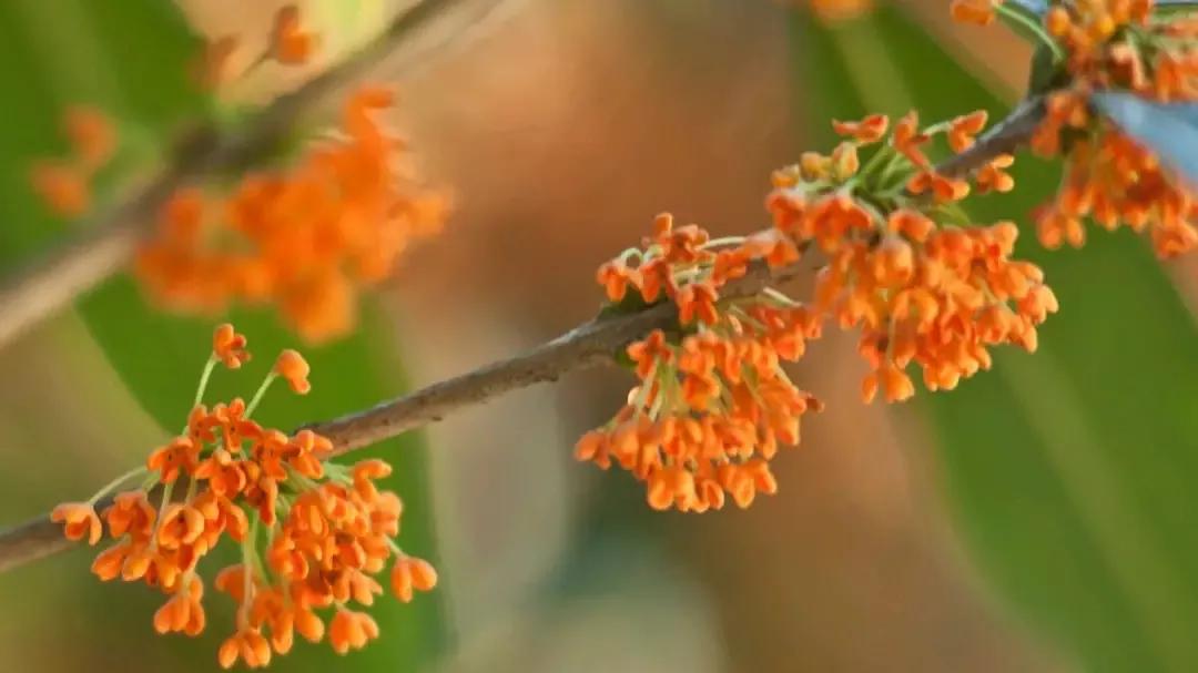 迟到的桂花(现代诗)