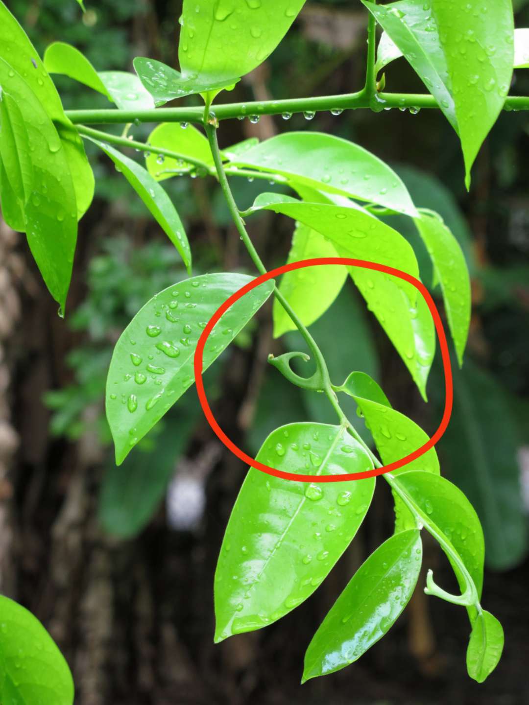 闻香识树  鹰爪花:别让我香消玉殒