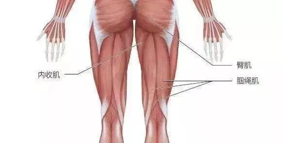 足球与网球哪个容易受伤（女性膝关节比男性早“坏”10年！医生提醒几种运动加重磨损）