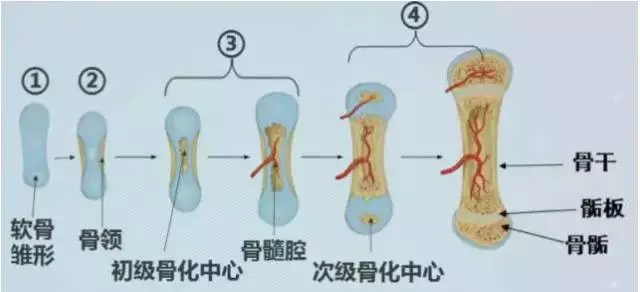 儿童身高发育参照表，男孩女孩都齐全，看看你家孩子达标没