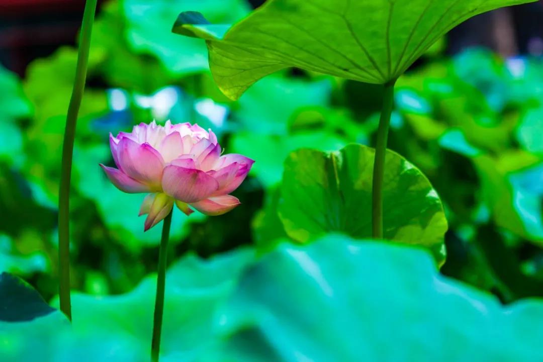 中国十大名花，谁排名第一？