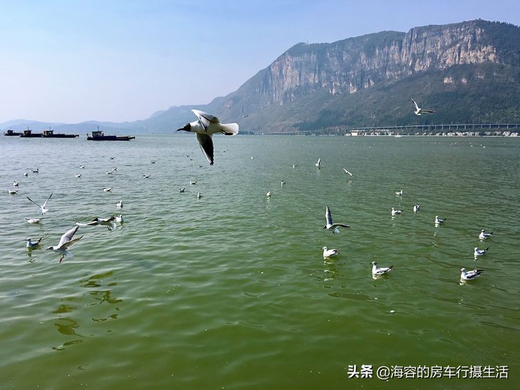 斗南的鲜花，滇池的红嘴鸥，让昆明把四季装进了春天