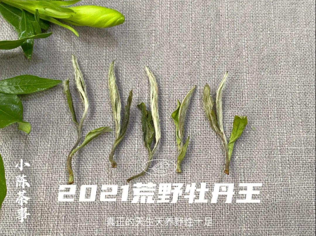 2021荒野牡丹王，花香太盛了，我竟然忽略了白牡丹的毫香与野劲