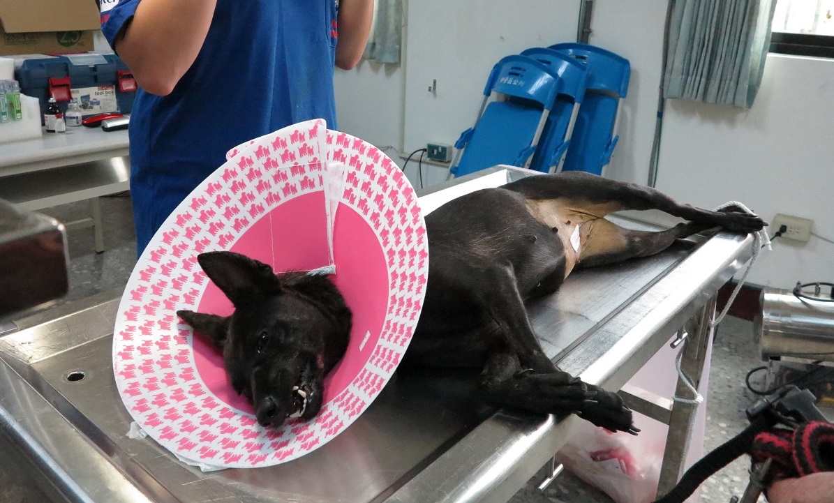 公狗绝育手术多少钱关于公狗绝育