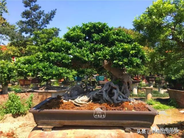 榕樹盆景圖片,榕樹盆景圖片大全欣賞