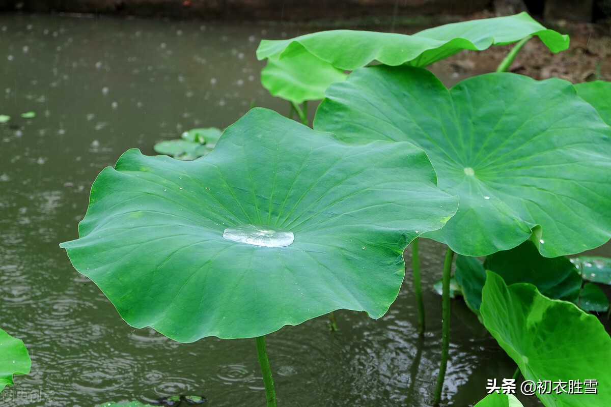 仲夏荷叶雨露七首：盈盈荷上露，满池荷叶捧真珠