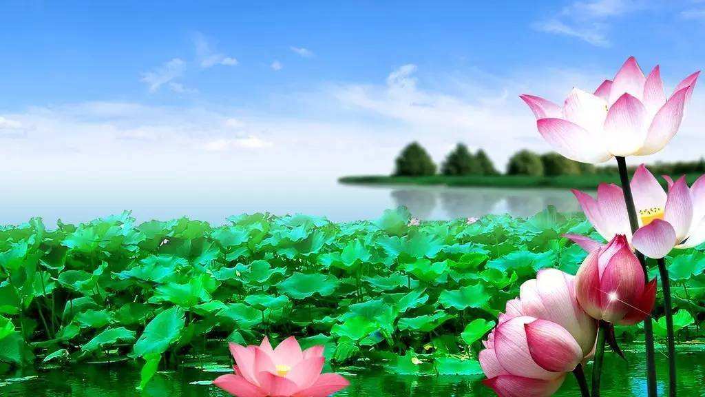 夏天到了景色多美啊写一写你眼中的美丽景色_夏天的景色多美啊 - 成语