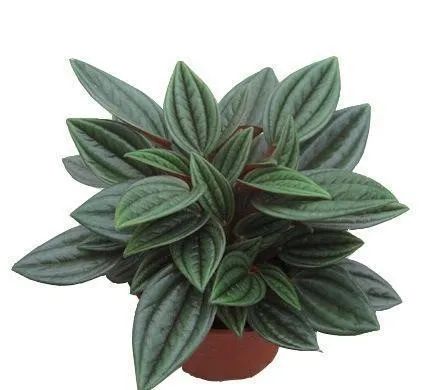 常见50种植物（50种常见的室内盆栽绿化植物）