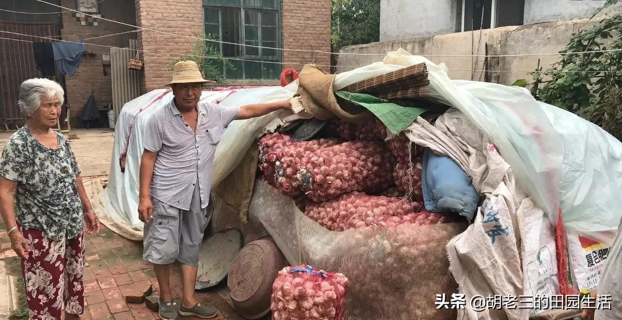 农村小伙借钱承包100亩地种植大蒜，没想到遇到今年的大蒜行情