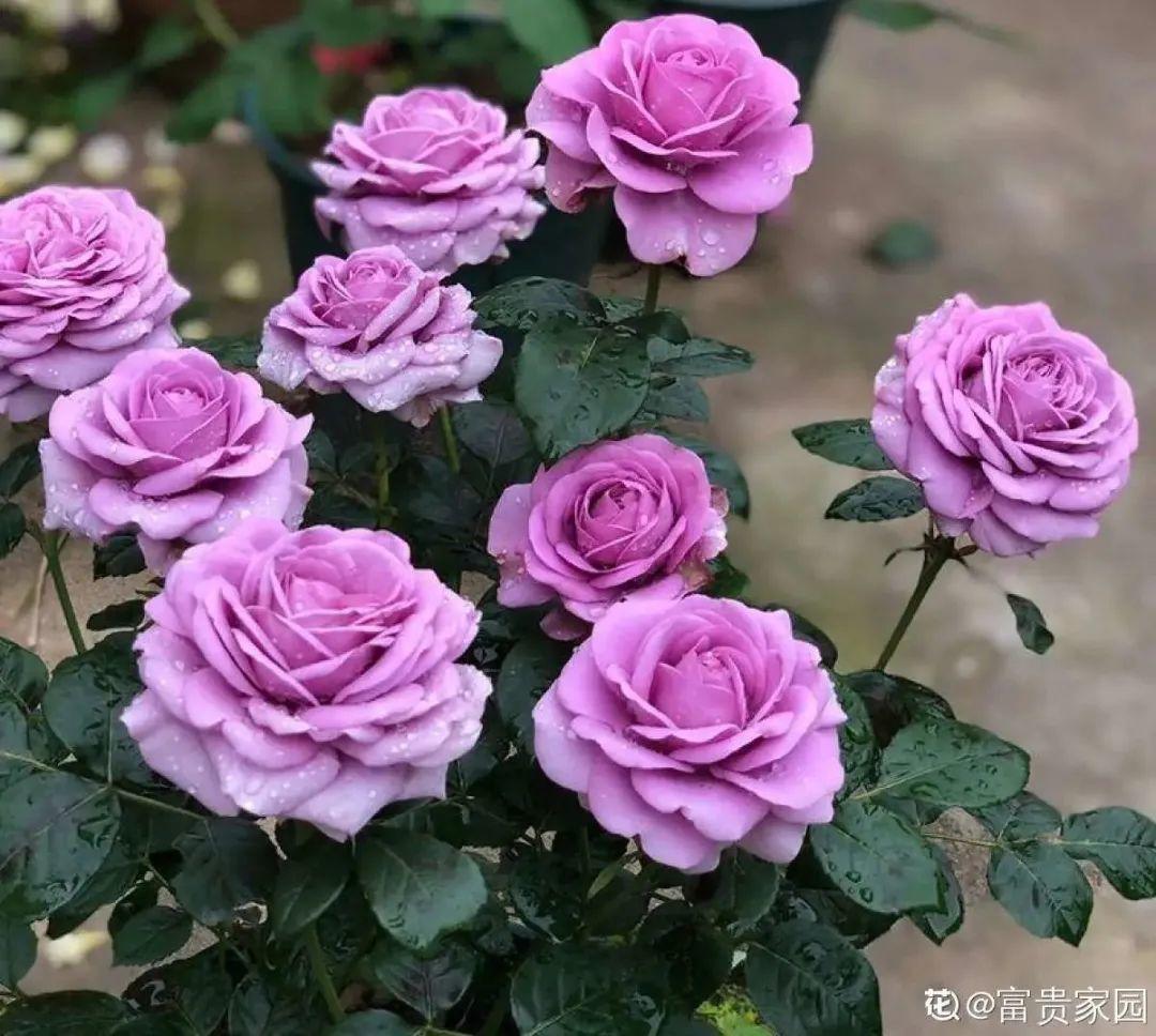 春天种什么花（春天最好养的20种花长得快）