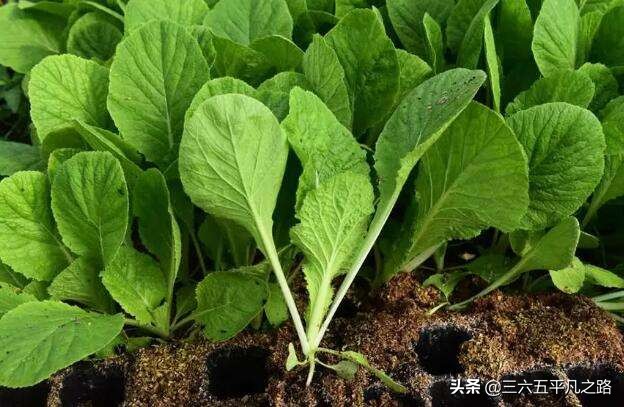 “头伏萝卜二伏菜，三伏里头种白菜”，三伏可种什么菜？答案来了