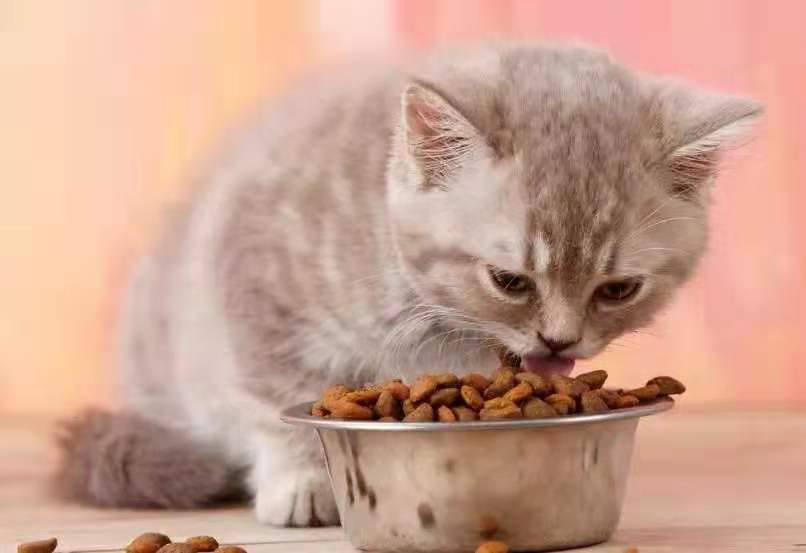 五款皇家猫粮品牌推荐，猫咪美味营养之选