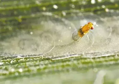 益虫有哪些昆虫（益虫有哪些昆虫知识）