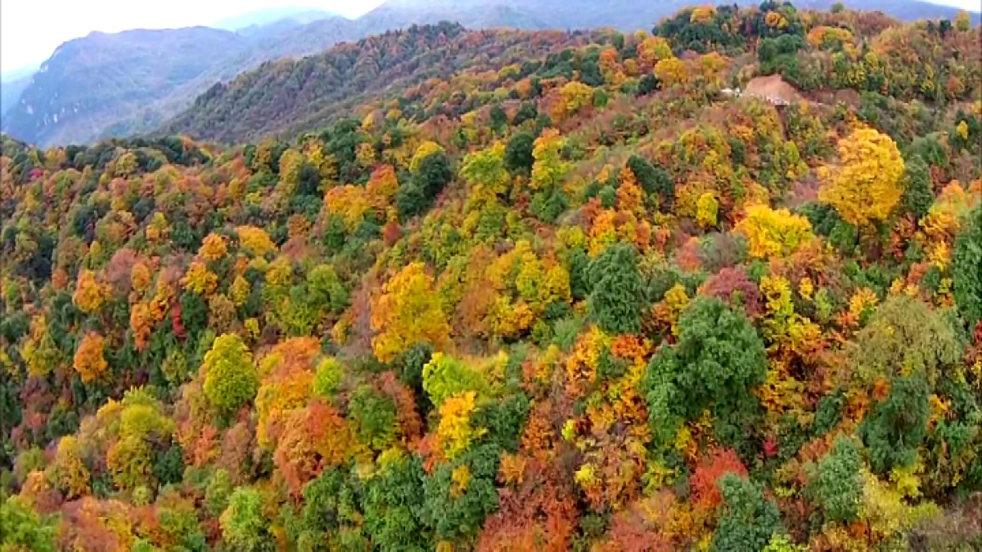 山西周邊省份旅遊(山西楓葉紅了) - 悅聞天下