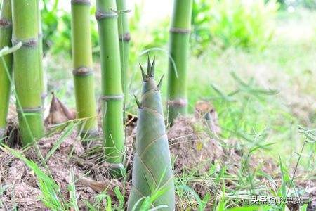 竹笋诗词精选三十一首 戢戢新芽迸旧林，才生有节便虚心