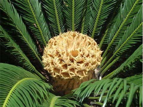 常见的裸子植物