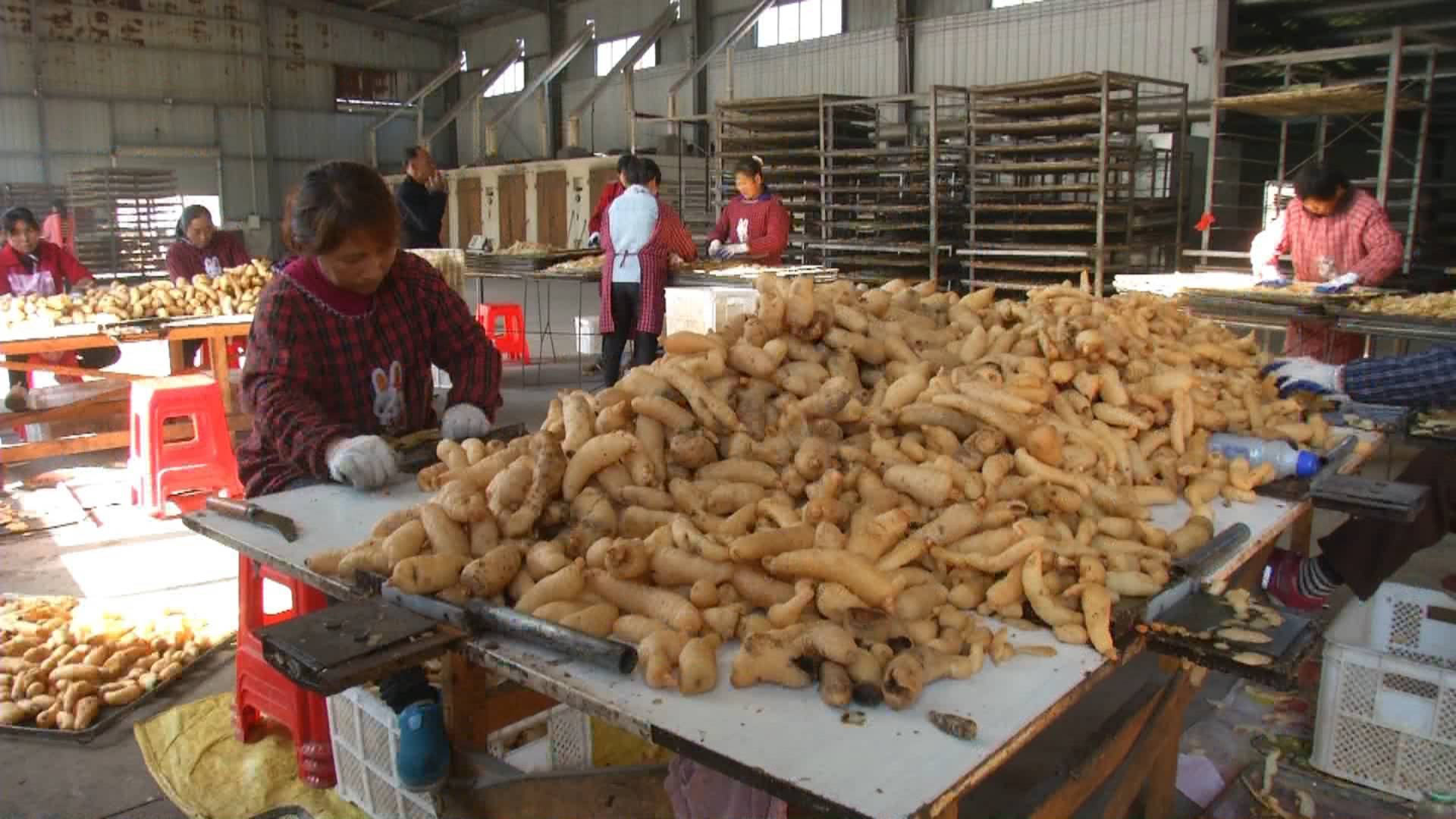 “药用宝库”里挖宝，品质超往年，价格上涨35%，乡亲好开心