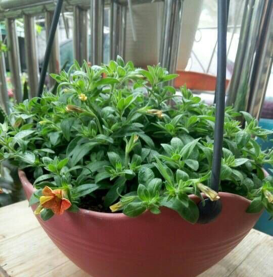 重瓣百万风铃怎么养不容易死「记得收藏」 -骁龙网