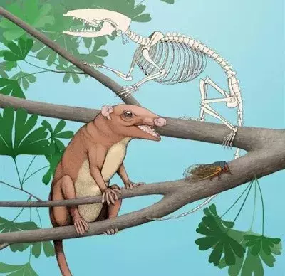 据信这种"假育儿袋"具有保护雄性阴囊的作用.