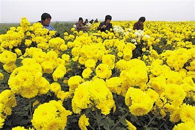 菊花种植方法（五个菊花栽培技术花又大又艳）