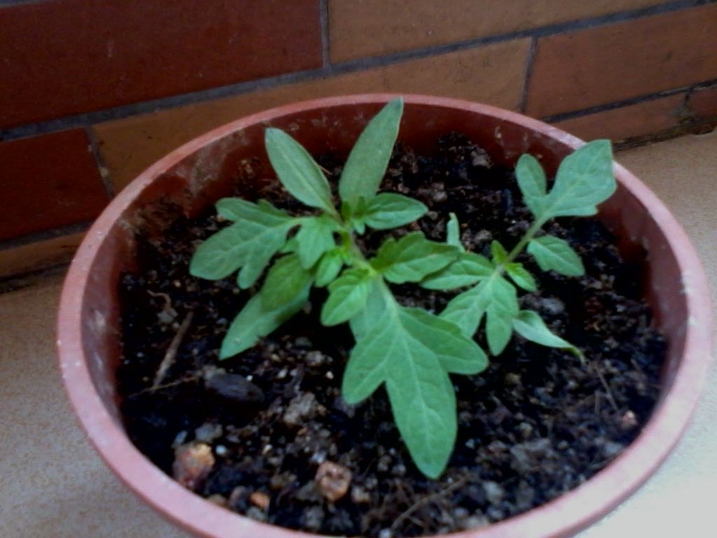 阳台小番茄的种植方法和时间（阳台种小番茄记住两点）